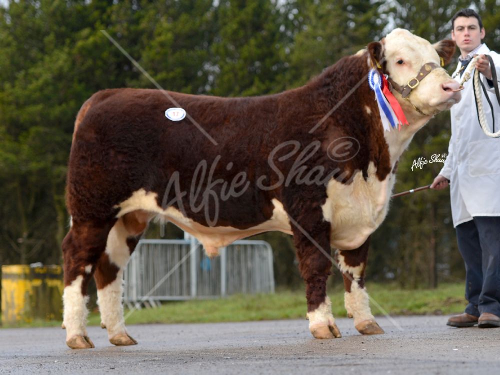 Hereford Calf Show Dungannon Nov 15 - lot 17